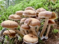Psathyrella piluliformis