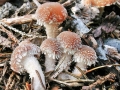 Psathyrella sacchariolens
