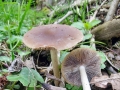 Psathyrella spadiceogrisea