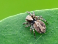 Pseudeuophrys_lanigera_Weibchen.jpg