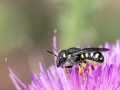 Pseudoanthidium nanum