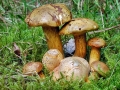 Pseudoboletus_parasiticus.jpg