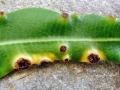 Pseudocercospora_neriella.jpg
