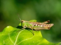 Pseudochorthippus_parallelus_Weibchen.jpg