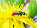 Pseudochrysis_neglecta.jpg