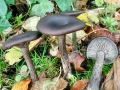 Pseudoclitocybe_cyathiformis.jpg