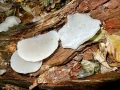 Pseudohydnum_gelatinosum.jpg