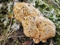 Pseudoinonotus_dryadeus.jpg
