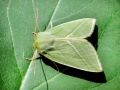 Pseudoips_prasinana.jpg