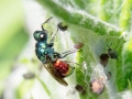 Pseudomalus_auratus.jpg