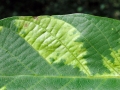 Pseudomicrostroma juglandis