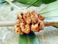 Pseudomonas_syringae_pv__savastanoi.jpg