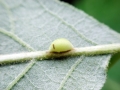 Pseudoneuroterus_saliens_parth.jpg