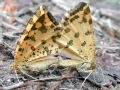 Pseudopanthera_macularia.jpg