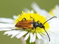 Pseudovadonia livida