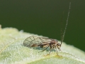 Psococerastis_gibbosa.jpg