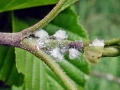 Psylla alni