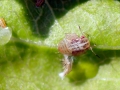 Psylla pirisuga