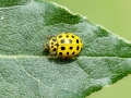Psyllobora vigintiduopunctata