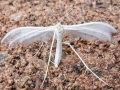 Pterophorus pentadactyla