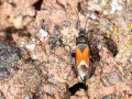 Pterotmetus_staphyliniformis.jpg