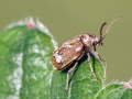 Ptinomorphus_imperialis.jpg