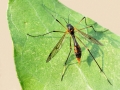 Ptychoptera_albimana_Weibchen.jpg