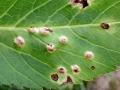 Puccinia aegopodii