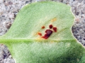 Puccinia_arenariae.jpg