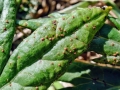 Puccinia_artemisiella.jpg