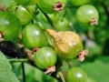 Puccinia_caricina_DC_sensu_stricto.jpg