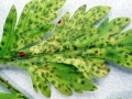 Puccinia_chaerophylli.jpg
