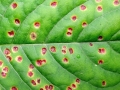 Puccinia_circaeae.jpg