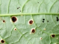 Puccinia cnici-oleracei