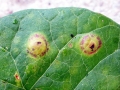 Puccinia_convolvuli.jpg