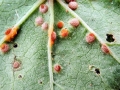 Puccinia_glechomatis.jpg