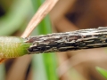 Puccinia graminis subsp. graminicola