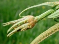 Puccinia hysterium