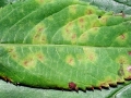 Puccinia_komarovii.jpg