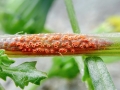 Puccinia_lagenophorae.jpg