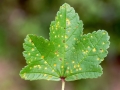 Puccinia malvacearum