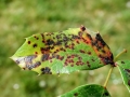 Puccinia_mirabilissima.jpg