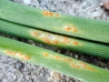 Puccinia_mixta.jpg