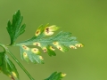 Puccinia_nitida.jpg