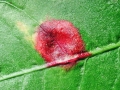 Puccinia phragmitis var. phragmitis