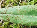Puccinia piloselloidearum