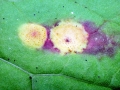 Puccinia poarum