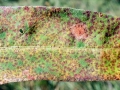 Puccinia_polygoni_amphibii.jpg