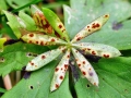 Puccinia_punctata.jpg