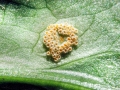 Puccinia_sessilis.jpg